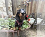 Small Photo #3 Dachshund Puppy For Sale in Sioux Falls, SD, USA