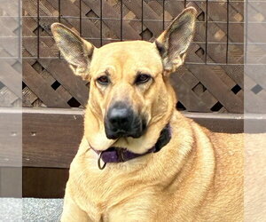 Molly - Female Shepradors Dog for Adoption - Photo #2