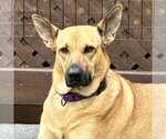 Small Photo #2 Shepradors Puppy For Sale in Minneapolis, MN, USA