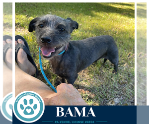 Bama 100326 - Female Shih Tzu-Unknown Mix Dog for Adoption - Photo #2