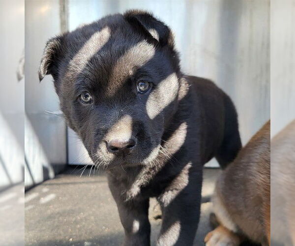 Medium Photo #1 American Staffordshire Terrier-Unknown Mix Puppy For Sale in San Antonio, TX, USA