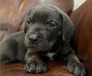 Cane Corso Puppy for Sale in LA PLATA, Maryland USA