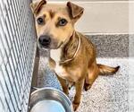 Small #1 American Pit Bull Terrier Mix