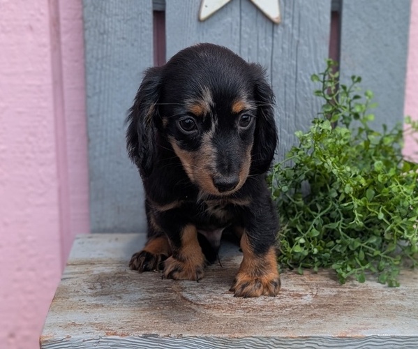 Medium Photo #7 Dachshund Puppy For Sale in GOSHEN, IN, USA