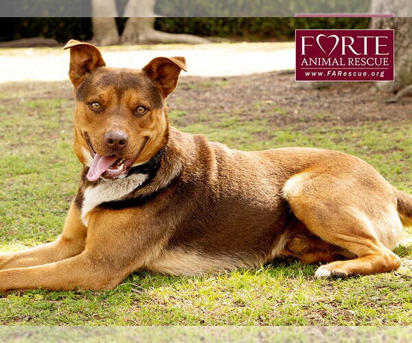 Medium Photo #4 Australian Kelpie-Huskies  Mix Puppy For Sale in Marina del Rey, CA, USA