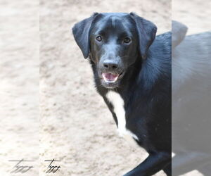 Tippy - Female Mutt Dog for Adoption - Photo #5