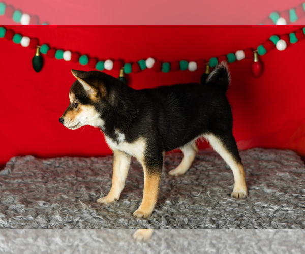 Medium Photo #3 Shiba Inu Puppy For Sale in MILLERSBURG, IN, USA
