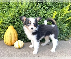 Australian Shepherd-Papillon Mix Puppy for sale in SILVER LAKE, IN, USA
