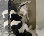 Small #6 American Bulldog