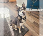 Small #3 Siberian Husky