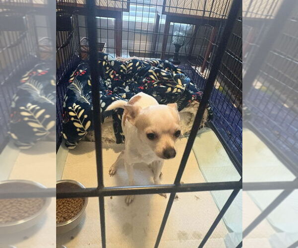 Medium Photo #3 Chihuahua Puppy For Sale in Aurora, IN, USA