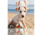 Small Beagle Mix