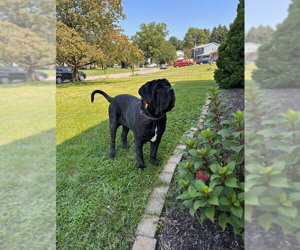 Medium Photo #2 Neapolitan Mastiff Puppy For Sale in Ellisville, MO, USA