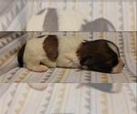 Small #3 Maltipoo