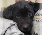 Small #34 Labrador Retriever