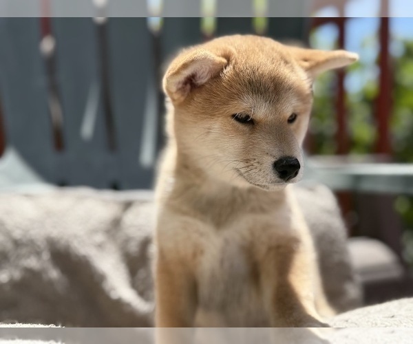 Medium Photo #1 Shiba Inu Puppy For Sale in SAN FRANCISCO, CA, USA