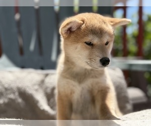 Shiba Inu Puppy for sale in SAN FRANCISCO, CA, USA
