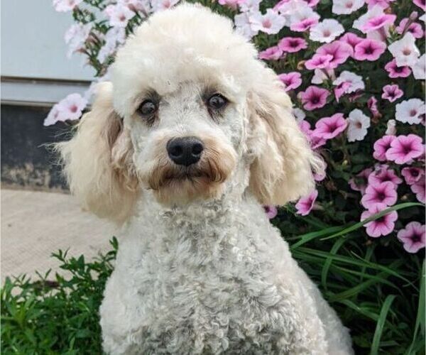 Medium Photo #1 Shih-Poo Puppy For Sale in CLARE, MI, USA