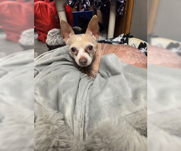 Medium Photo #2 Chihuahua-Unknown Mix Puppy For Sale in North Myrtle Beach, SC, USA