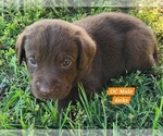 Puppy Chocolate OC Labrador Retriever