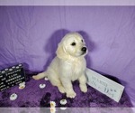 Small Photo #53 English Cream Golden Retriever Puppy For Sale in PEYTON, CO, USA