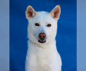Siberian Husky-Unknown Mix Dogs for adoption in Pasadena, CA, USA