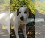 Small #6 Greyhound-Labrador Retriever Mix