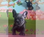 Small Photo #4 French Bulldog Puppy For Sale in WATAUGA, TX, USA