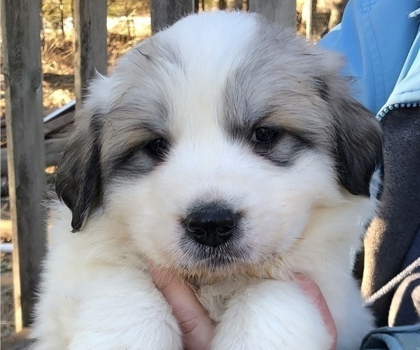 Medium Photo #1 Great Pyrenees Puppy For Sale in SPOONER, WI, USA