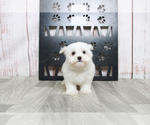 Small #1 Maltese