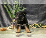 Small Photo #16 German Shepherd Dog Puppy For Sale in SHIPSHEWANA, IN, USA