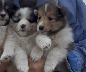 Shetland Sheepdog Puppy for sale in LUDINGTON, MI, USA