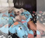 Small #1 Poodle (Toy)