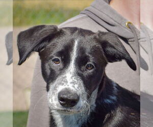 Border Collie-Unknown Mix Dogs for adoption in Huntley, IL, USA