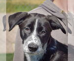 Small Border Collie Mix