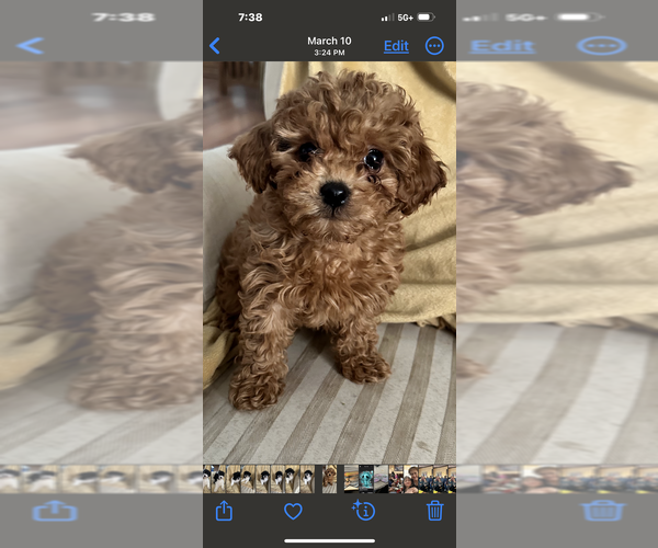 Medium Photo #1 Cavalier King Charles Spaniel-Poodle (Toy) Mix Puppy For Sale in MOUNT CLEMENS, MI, USA