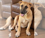 Small Photo #4 German Shepherd Dog Puppy For Sale in Southbury, CT, USA