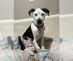 Small #12 American Bulldog Mix