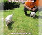 Small #15 Dogo Argentino