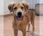 Small Labrador Retriever Mix