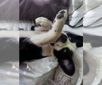 Small Australian Shepherd Mix