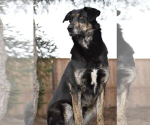 Shepradors Dogs for adoption in Sequim, WA, USA