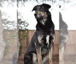 Small Shepradors
