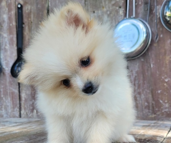 Medium Photo #3 Pomeranian Puppy For Sale in ORRVILLE, OH, USA