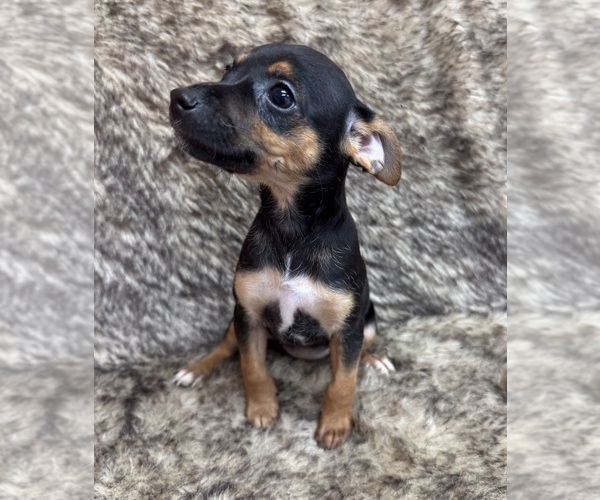 Medium Photo #6 Rat Terrier Puppy For Sale in WHITAKERS, NC, USA