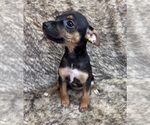 Small #5 Rat Terrier