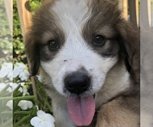 Great Bernese Puppy for sale in BLACKVILLE, SC, USA