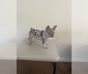French Bulldog Puppy for sale in ELK GROVE, CA, USA