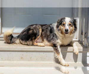 Mother of the Australian Shepherd puppies born on 02/03/2026