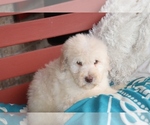 Small Photo #5 F2 Aussiedoodle Puppy For Sale in ADOLPHUS, KY, USA